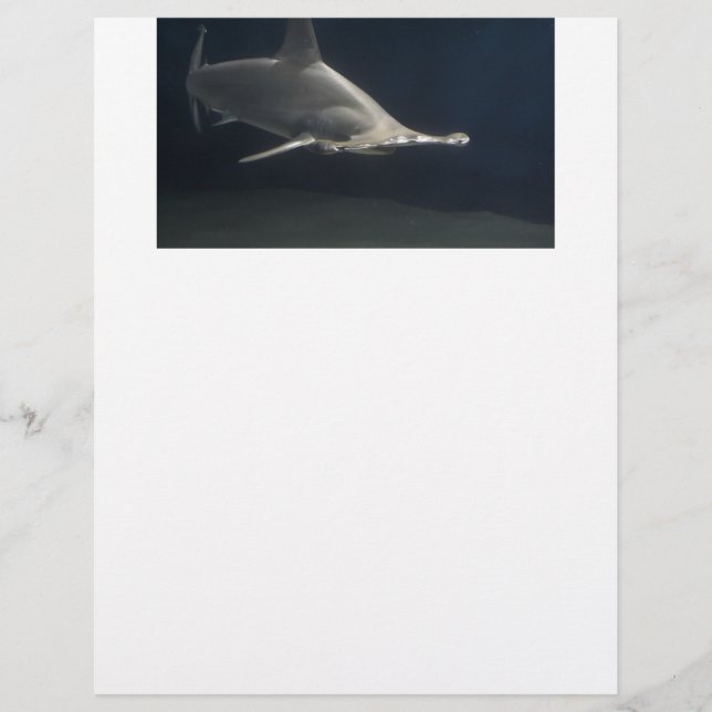 Tubarão de Hammerhead (Frente)