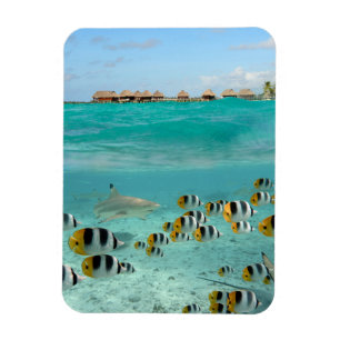Tubarão e peixes no ímã vertical de Bora Bora