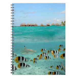 Tubarão que persegue peixes no caderno de Bora