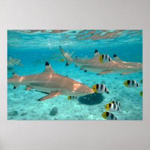 Tubarões no poster da lagoa de Bora Bora