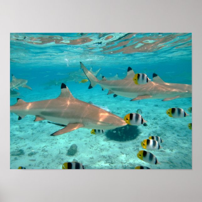 Tubarões no pôster da lagoa de Bora Bora (Frente)
