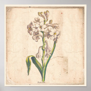Tuberoses botânicos antigos do poster do impress