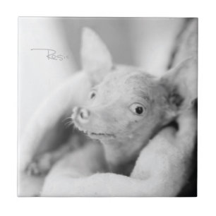 Tudo azulejo de Rosie