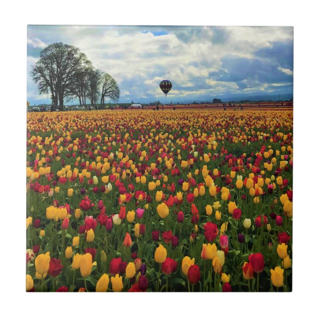 Tulip Fazenda em Oregon (Frente)