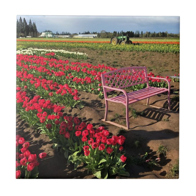 Tulip Fazenda em Oregon (Frente)