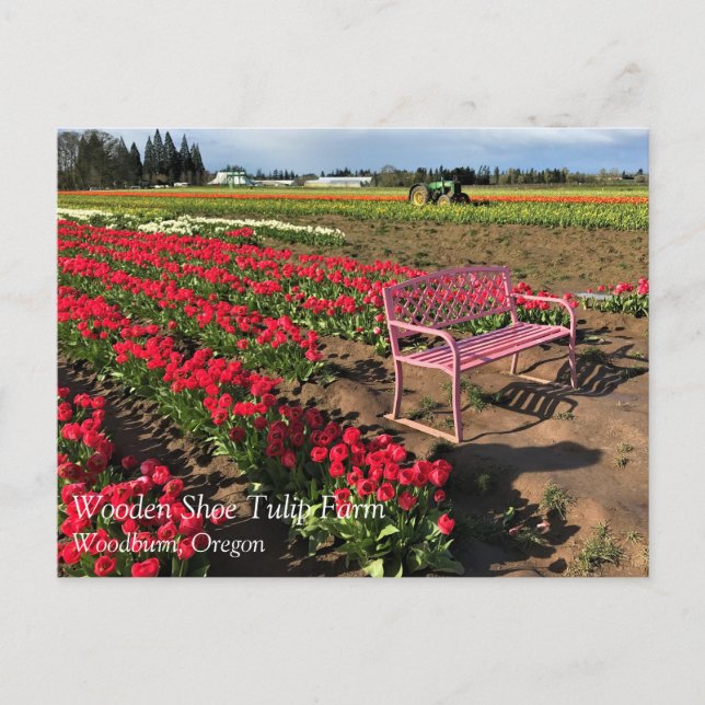 Tulip Fazenda no cartão postal de Oregon (Frente)