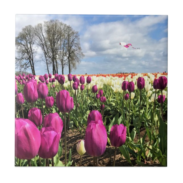Tulip Field com Kite, Oregon (Frente)