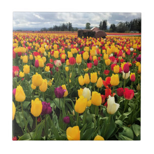 Tulip Field com Old Trator, Oregon