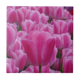 Tulip Pequeno (4,25" x 4,25") Azulejo fotográfico