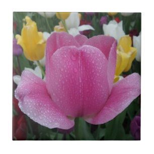 Tulip Pequeno (4,25" x 4,25") Azulejo fotográfico
