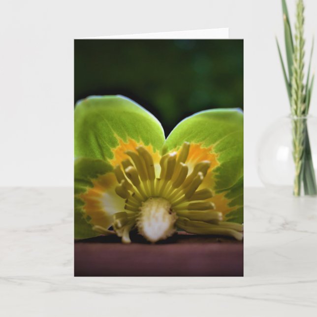 Tulip Poplar Blossom, cartão (Frente)
