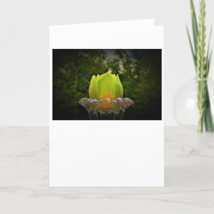 Tulip Poplar Blossom, cartão