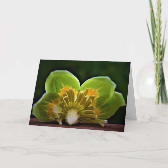 Tulip Poplar Blossom, cartão (Frente)