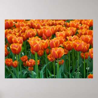 Tulip Poster