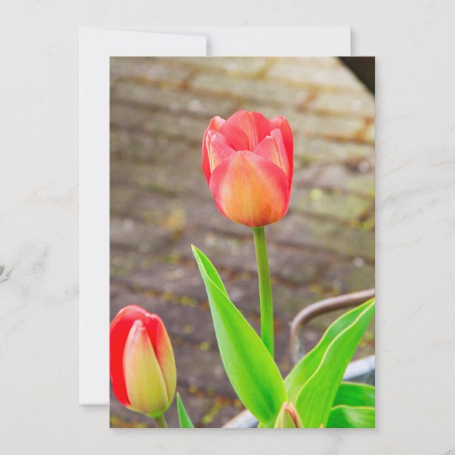 Tulipa (Frente)