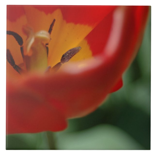 Tulipa (Frente)