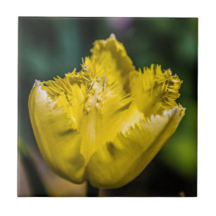 Tulipa Amarela