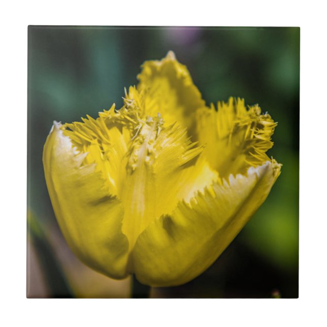 Tulipa Amarela (Frente)