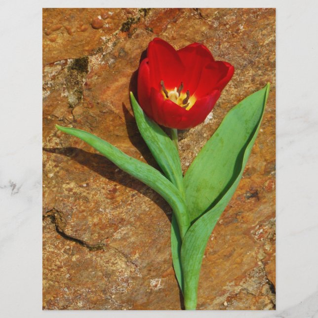 Tulipa Amarela e Vermelha (Frente)