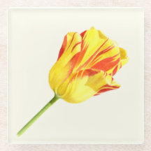 Tulipa amarela e vermelha