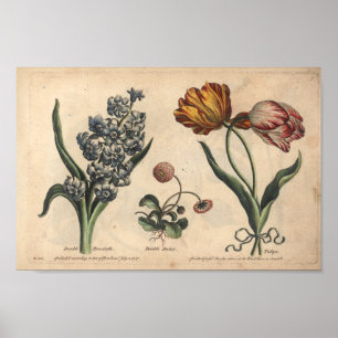 Tulipa botânica do impressão da arte da flor 175