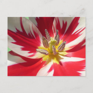 Tulipa branca vermelha Fechar cartão postal DIY