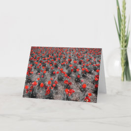 Tulipa, cartão