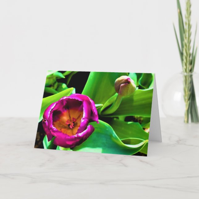 Tulipa, cartão (Frente)