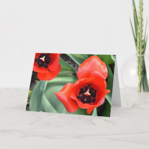 Tulipa, cartão