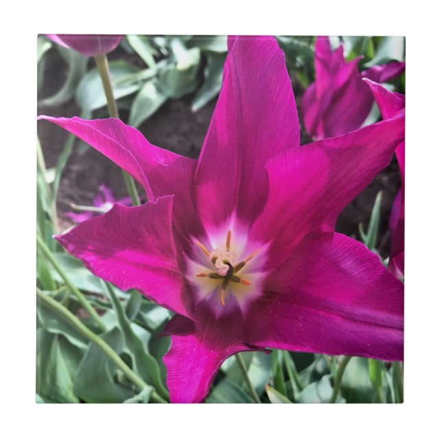 Tulipa de Sonho Roxo de dentro (Frente)