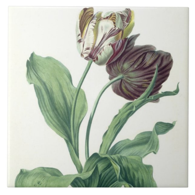 Tulipa do jardim, da "ópera Botanica", gravado por (Frente)