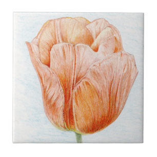 Tulipa em Peach
