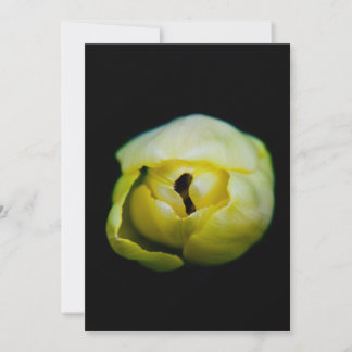 Tulipa fechada