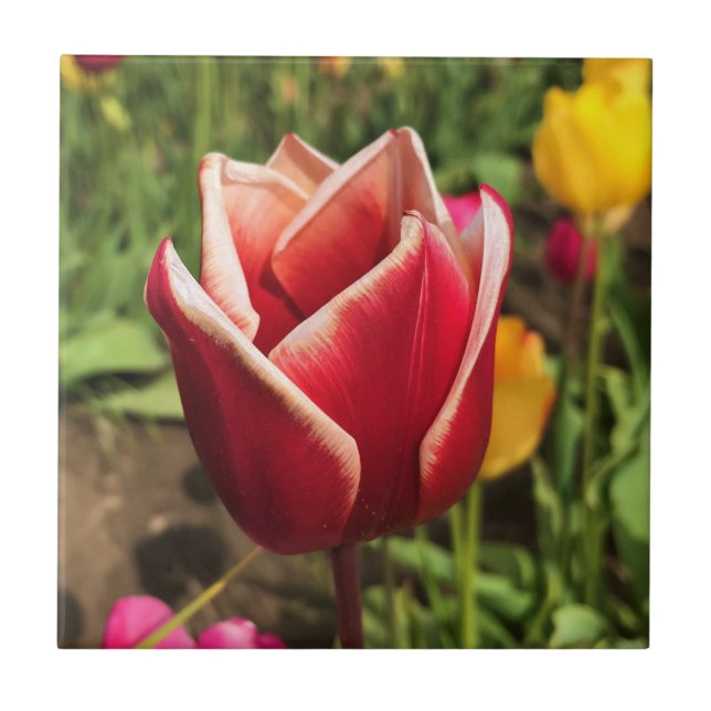 Tulipa Leen Van Der Mark, Oregon (Frente)