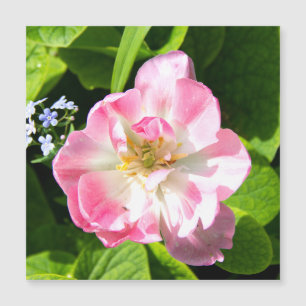 Tulipa rosa-branca