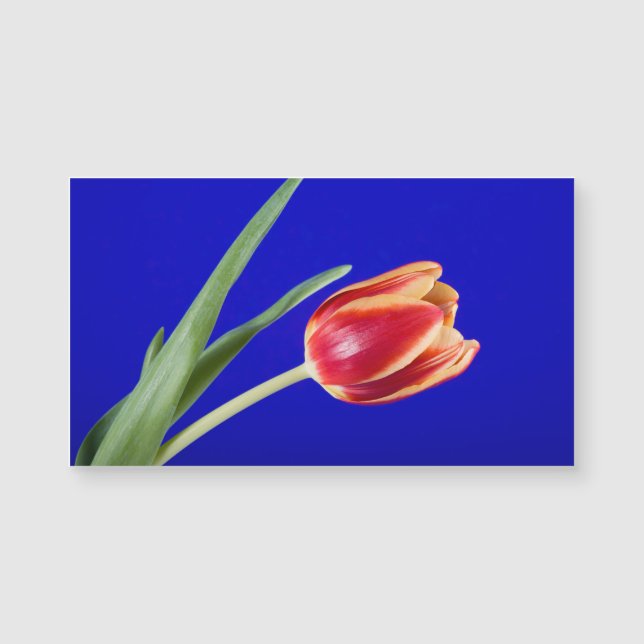 Tulipa sobre fundo azul (Frente)
