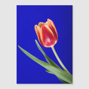 Tulipa sobre fundo azul