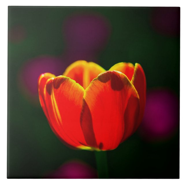 tulipa vermelha (Frente)