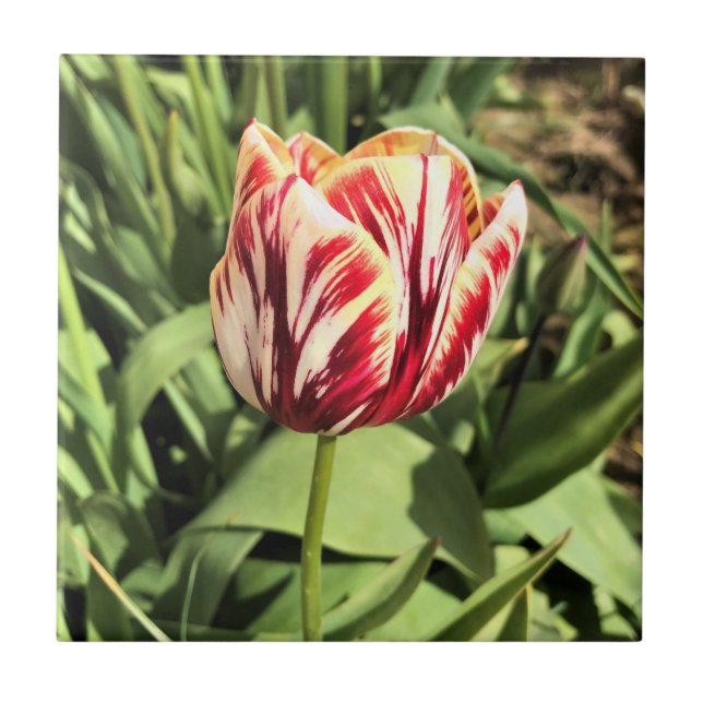 Tulipa vermelha e branca (Frente)