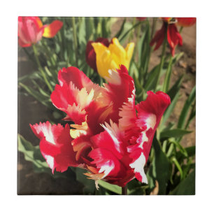 Tulipa Vermelha e Branca Única