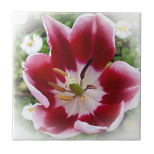 tulipa vermelha viva