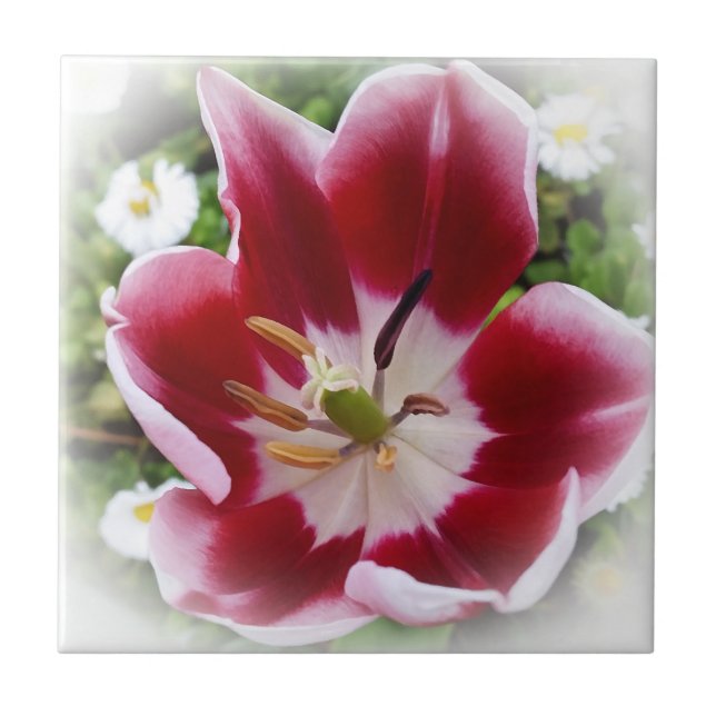 tulipa vermelha viva (Frente)