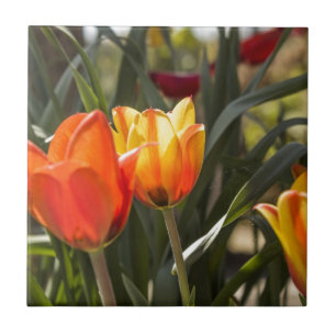 Tulipas