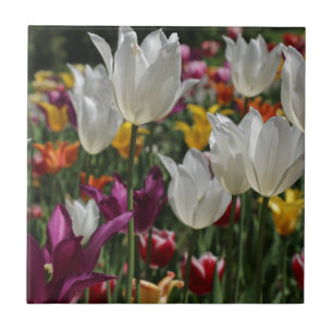 Tulipas