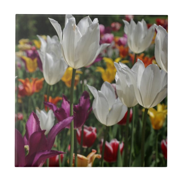 Tulipas (Frente)