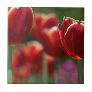 Tulipas