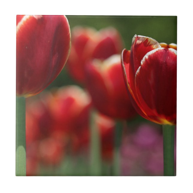 Tulipas (Frente)