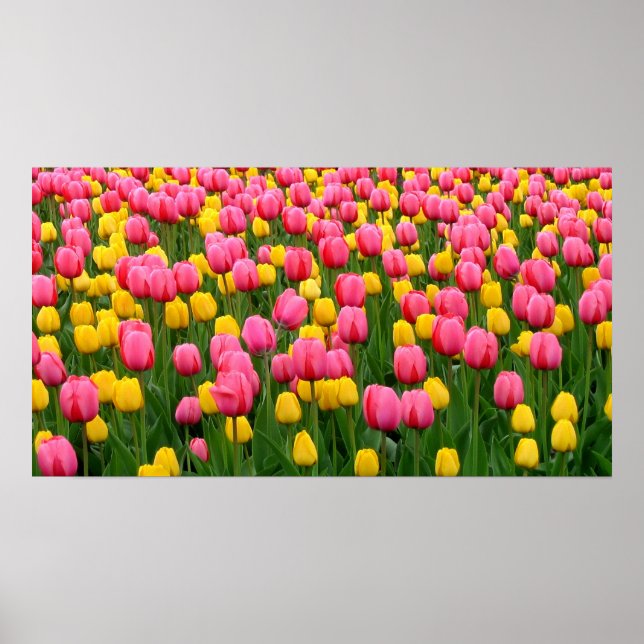 Tulipas 1 Poster (Frente)