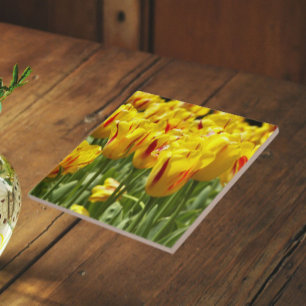 Tulipas Amarelas com Faixa Vermelha Floral