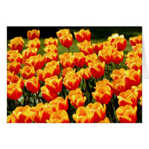 Tulipas amarelas e vermelhas no cartão floral de p